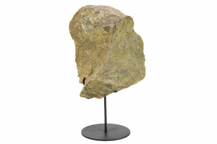 Fossil Dinosaur Pelvic Bone Section w/ Metal Stand - South Dakota #294899